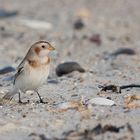 Schneeammer (Plectrophenax nivalis)