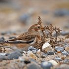 Schneeammer  -  Plectrophenax nivalis