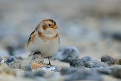 Schneeammer (Plectrophenax nivalis)