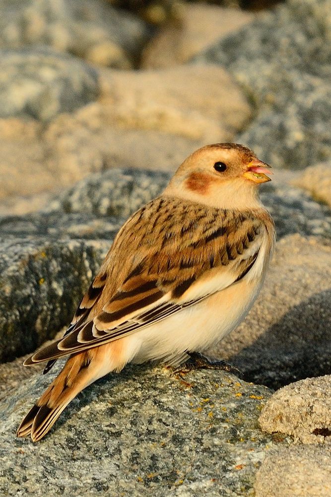 Schneeammer (Plectrophenax nivalis), männlich im Schlichtkleid,