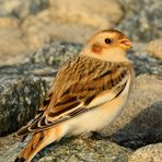 Schneeammer (Plectrophenax nivalis), männlich im Schlichtkleid,