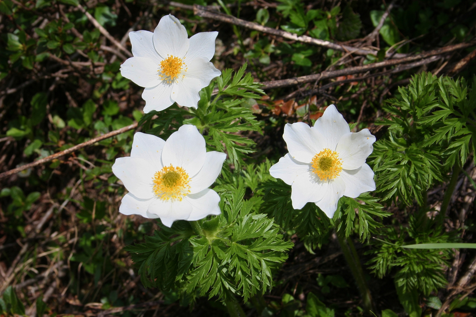 Schneeanemonen ?? (IMG_5393_ji)