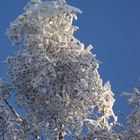 Schneeanzug für Baumspitzen