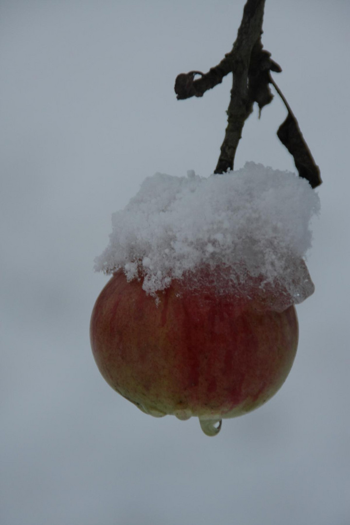 Schneeapfel