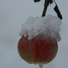 Schneeapfel