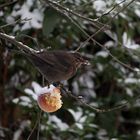 Schneeapfel