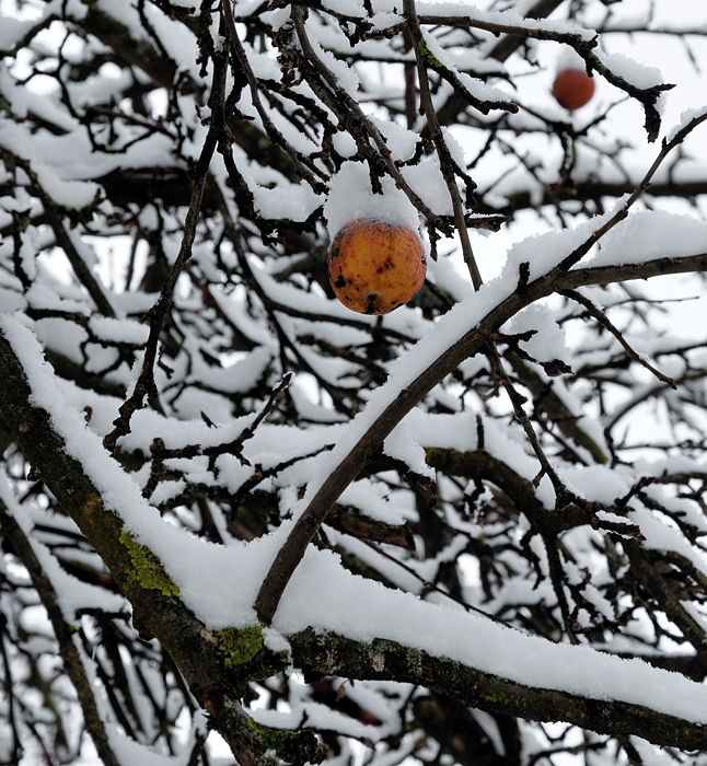 Schneeapfel