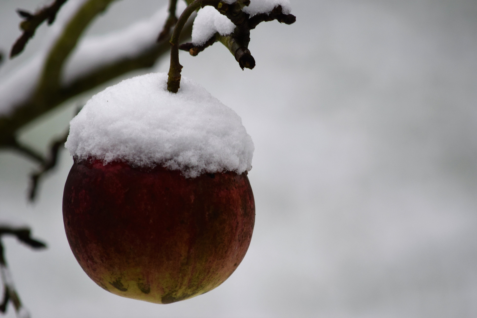 Schneeapfel