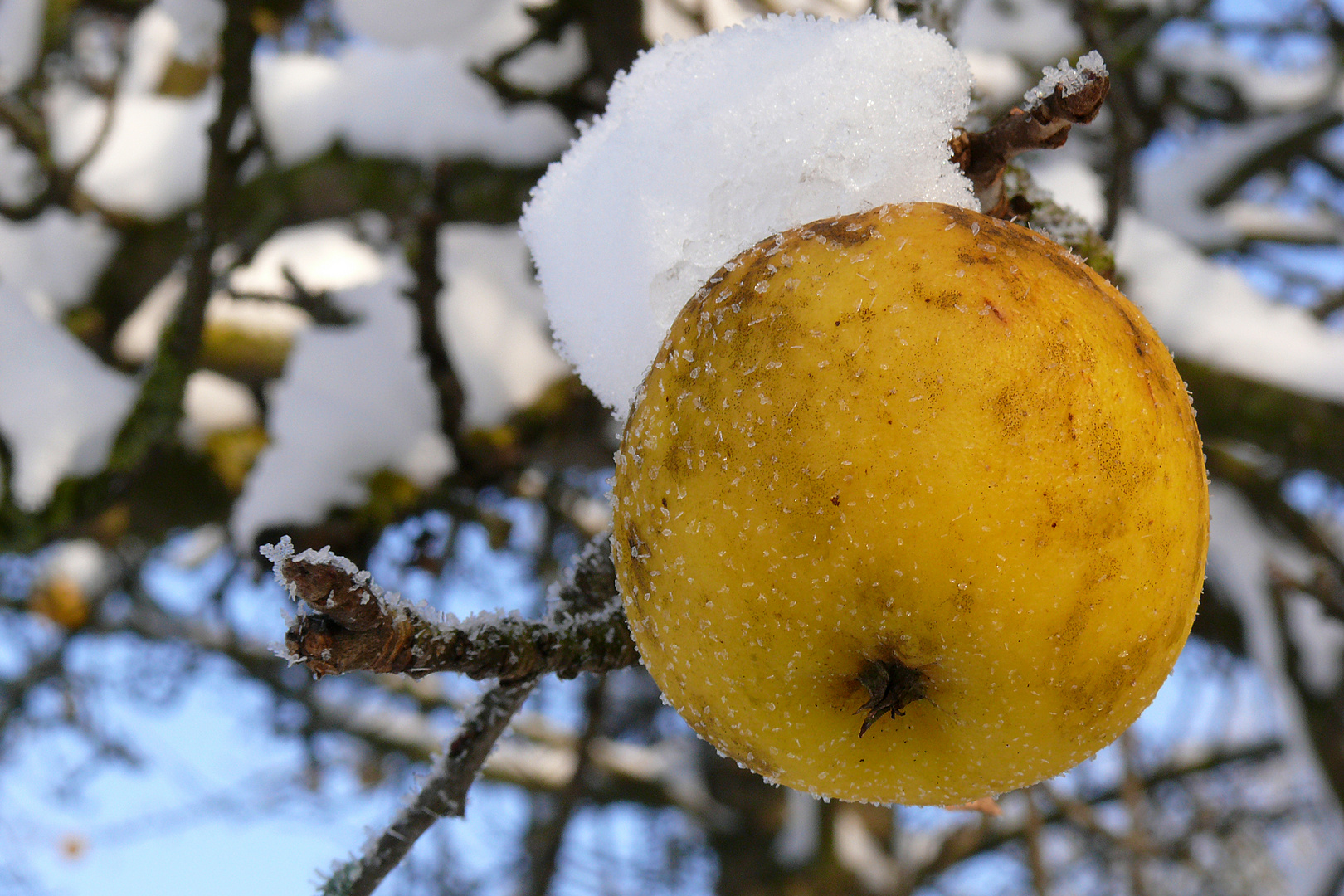 Schneeapfel statt Bratapfel