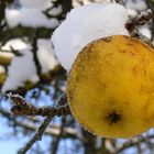 Schneeapfel statt Bratapfel