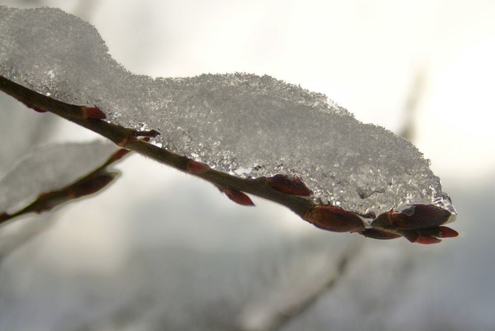 Schneeast von elpetro 