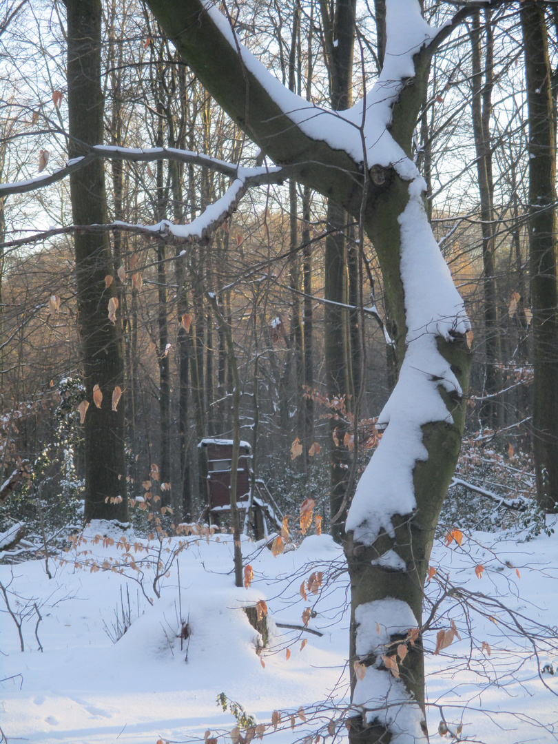 Schneeauge, sei wachsam!