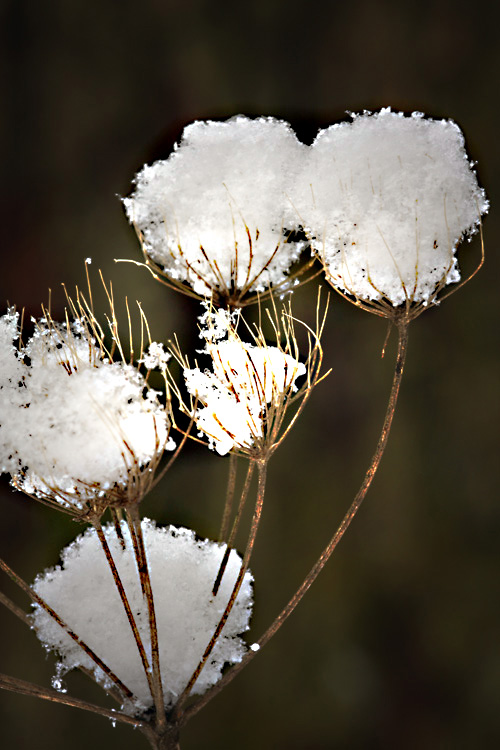 Schneebälle