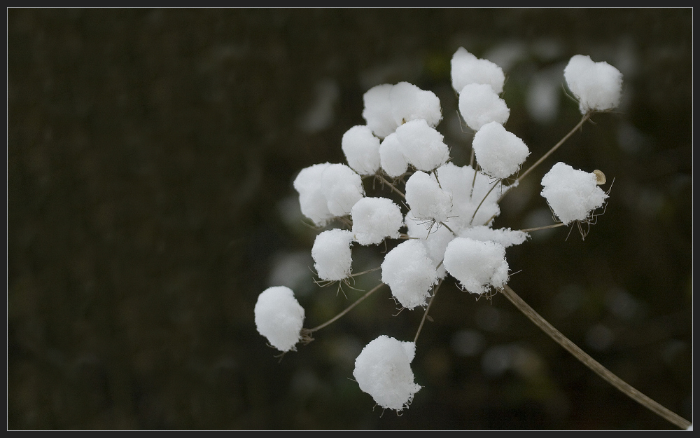 Schneebälle?