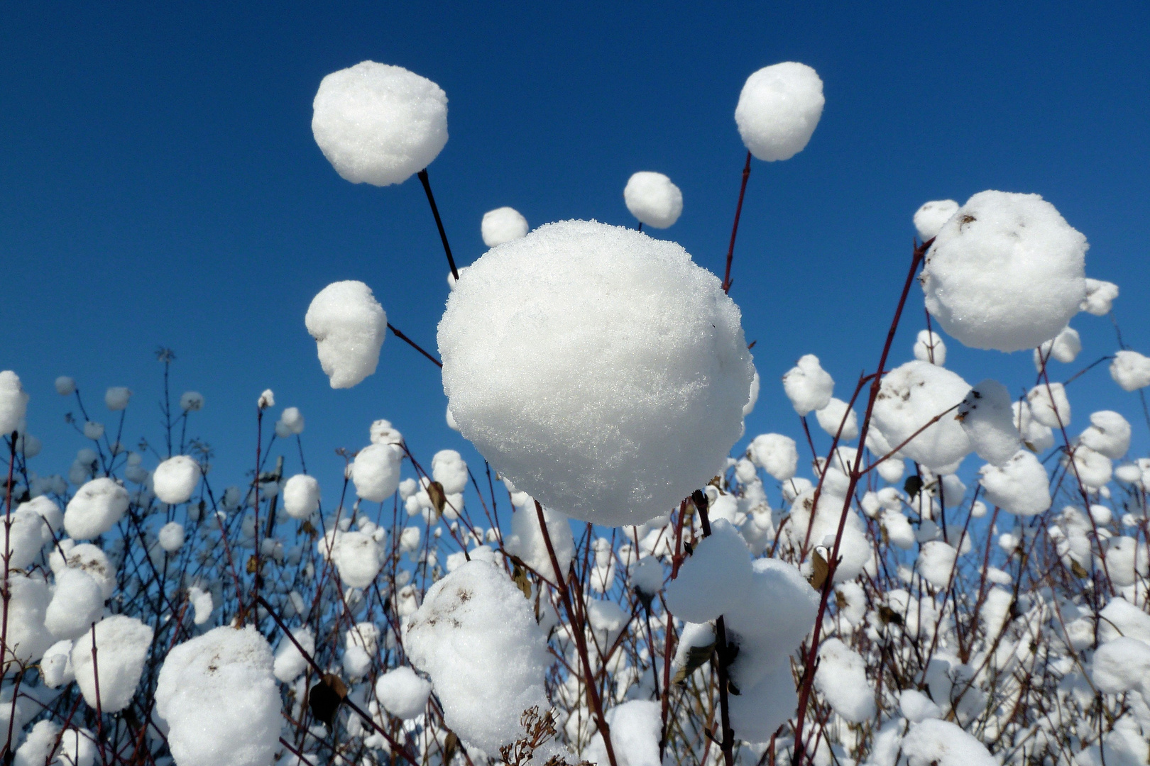 Schneebälle der Natur