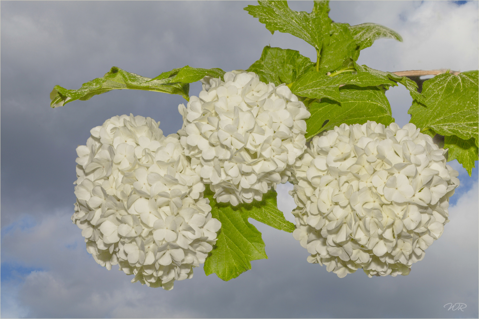 Schneebälle im Frühling