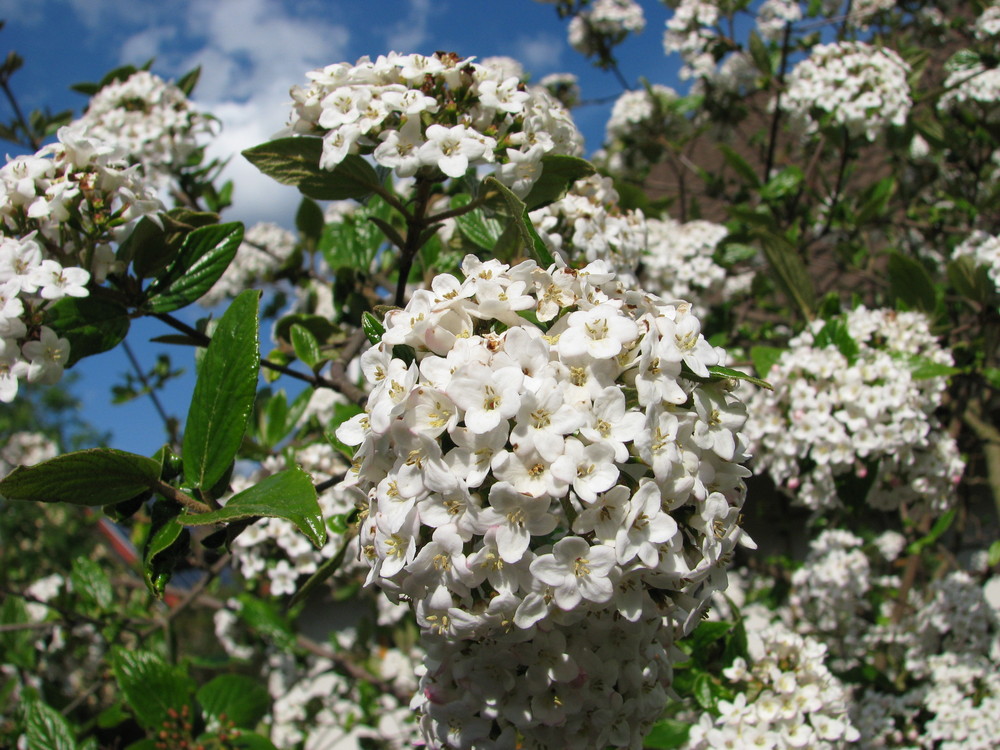 "Schneebälle" im Frühling