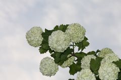 Schneebälle im Sommer