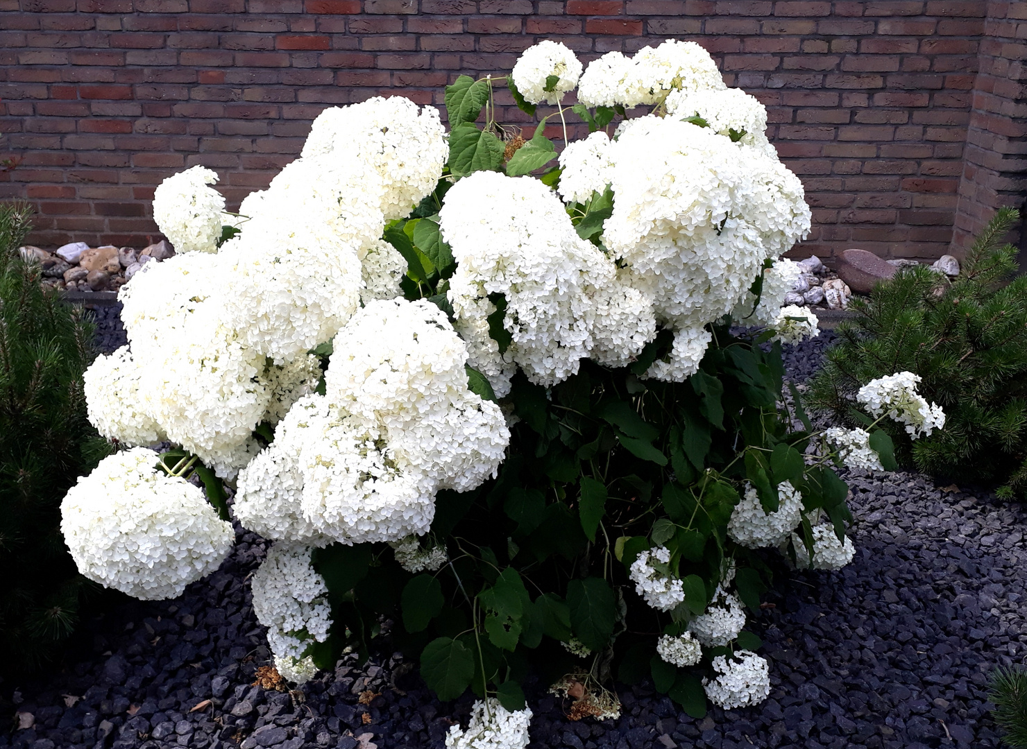 Schneebälle im Sommer