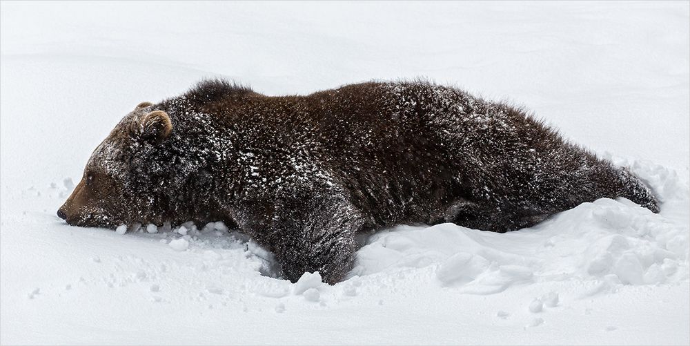 Schneebär