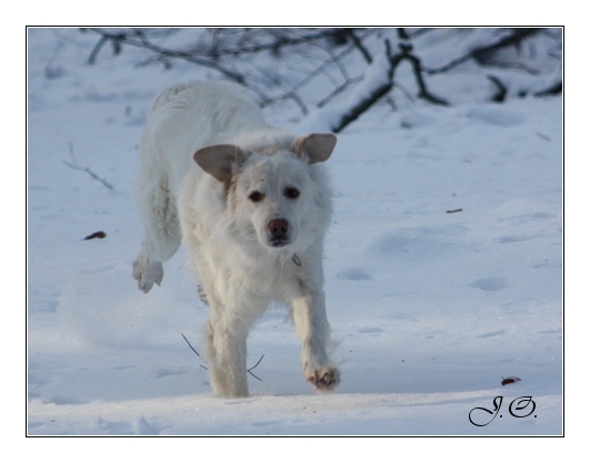 *°*Schneebär*°*