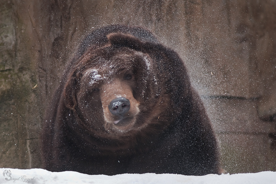 "Schneebär"