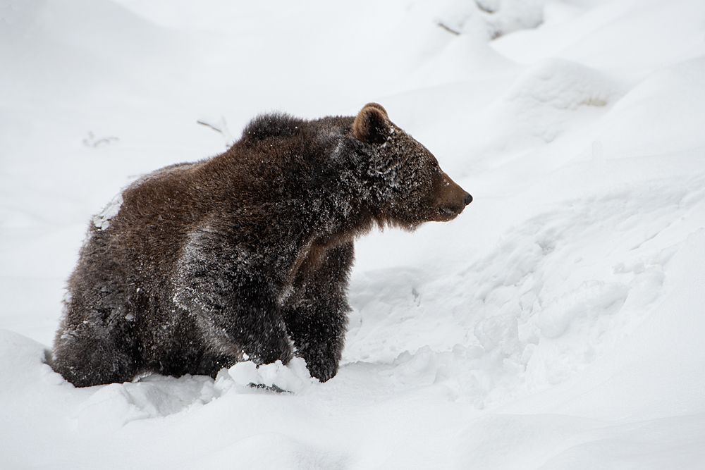 Schneebär