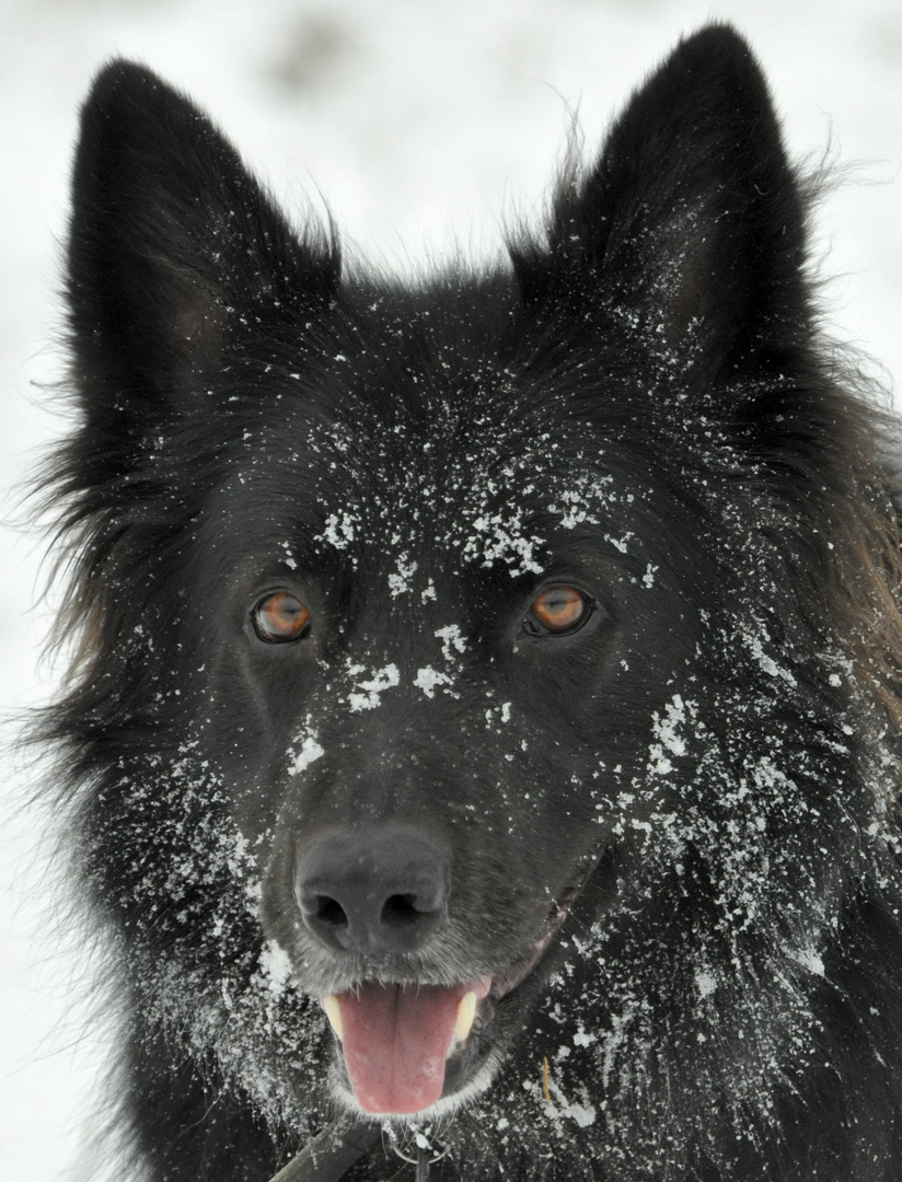 Schneebär