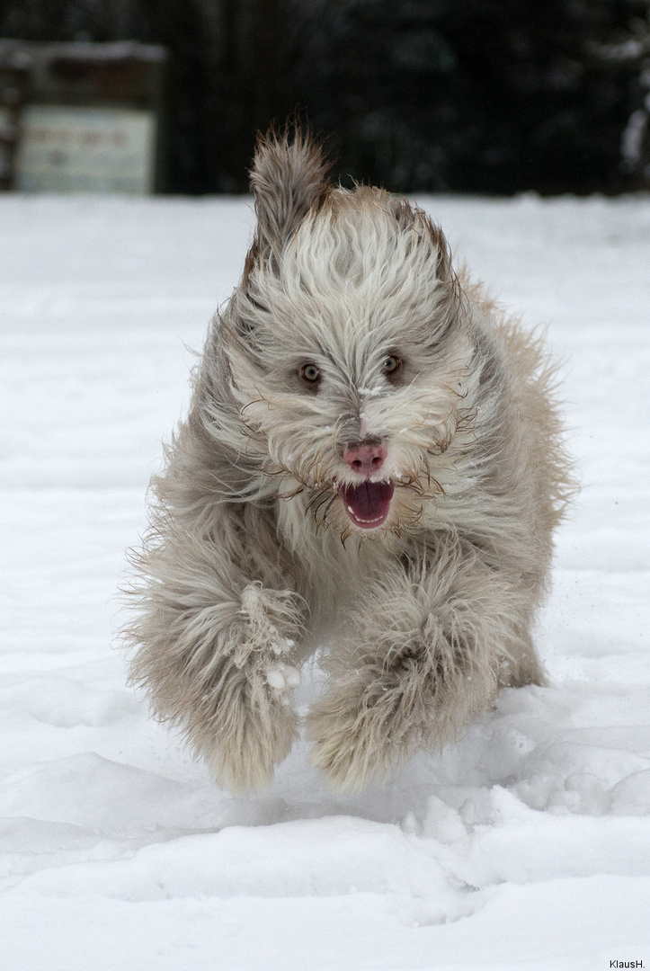 ~ Schneebär Iko ~