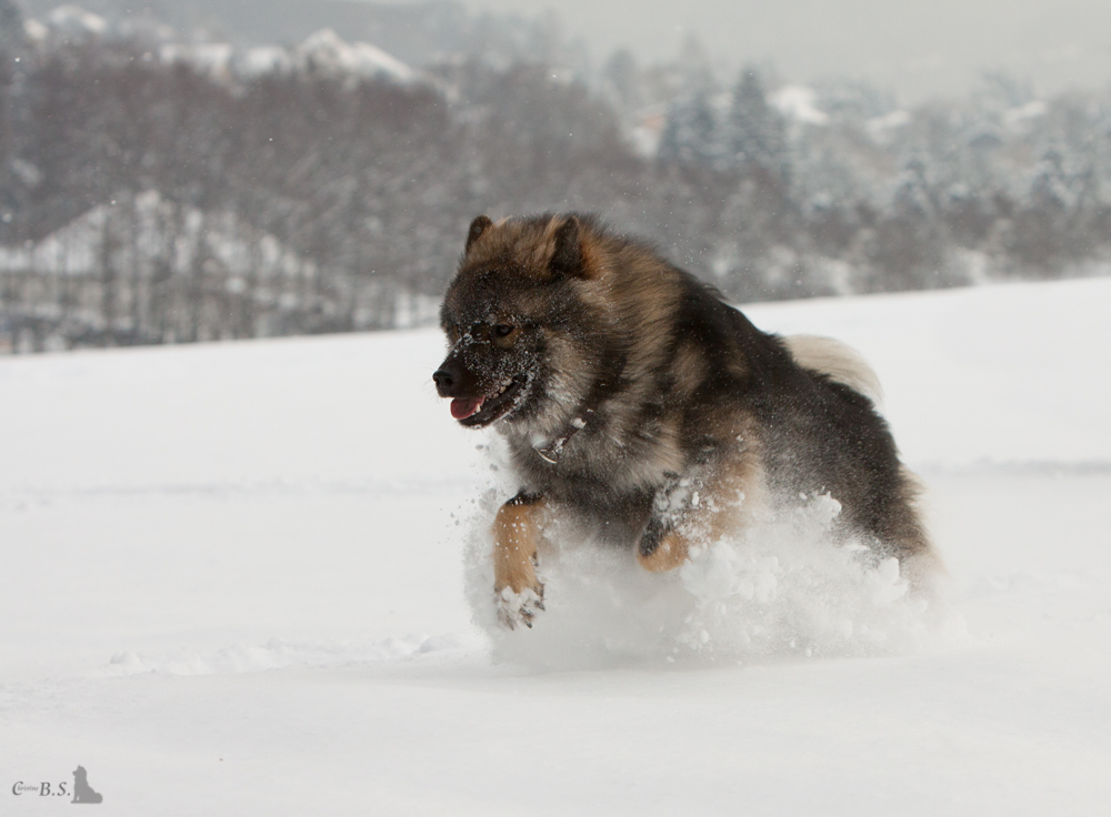 Schneebär in Action