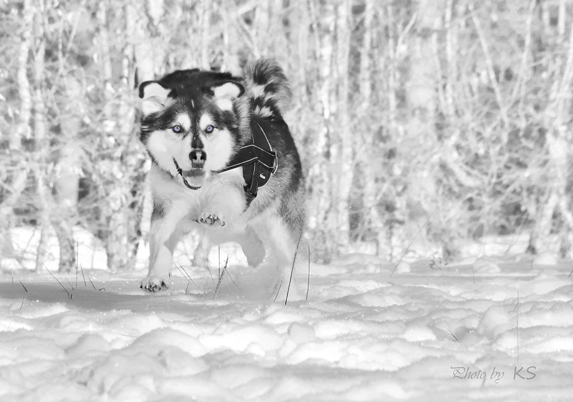 - Schneebär´chen - 