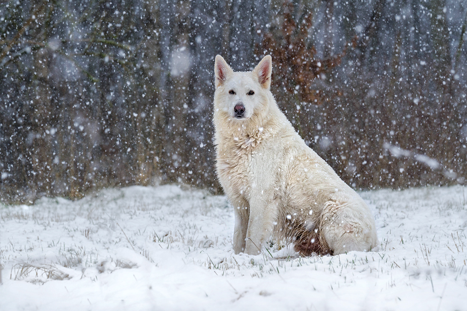 Schneebärchen ...