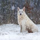 Schneebärchen ...