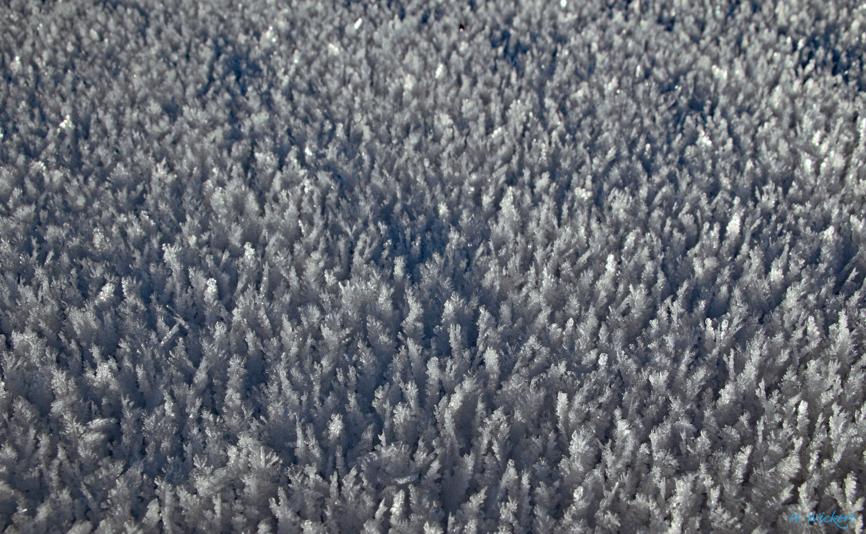 Schneebäumchen