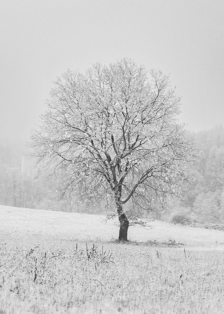 Schneebäumchen