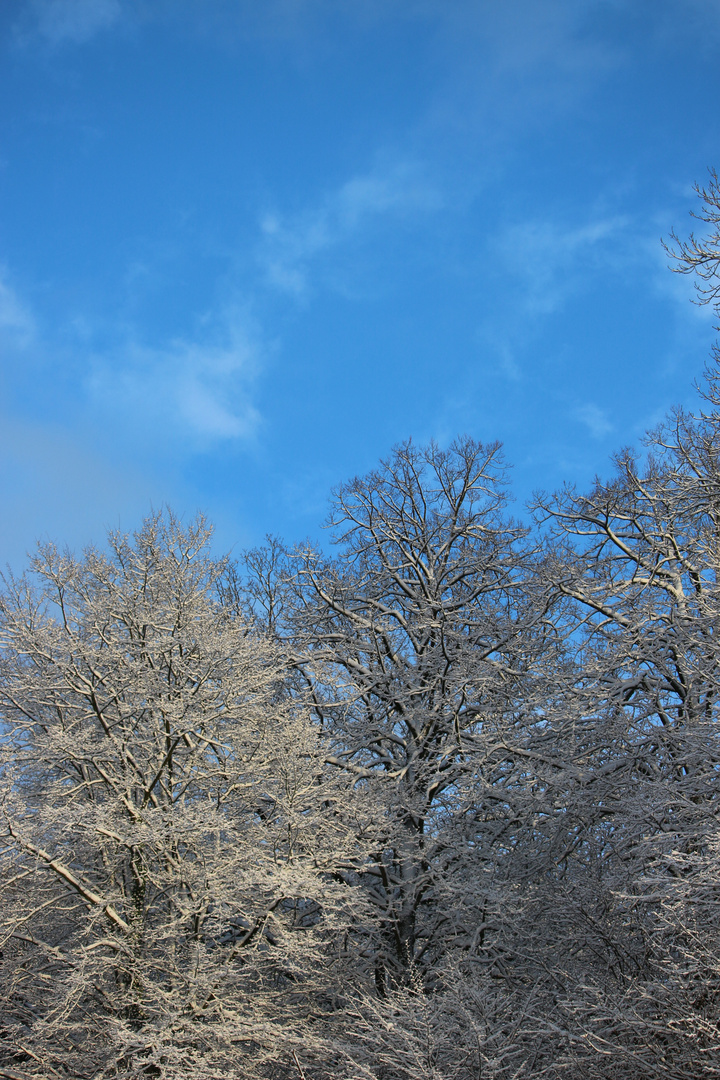 Schneebäume