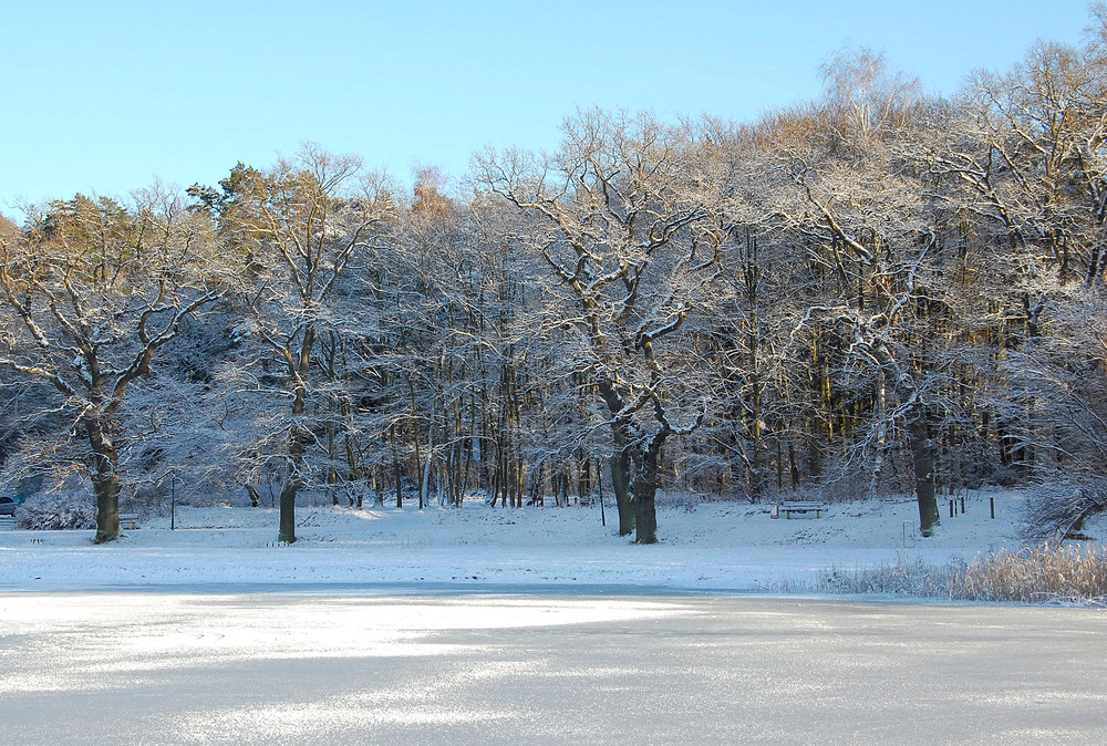 Schneebäume