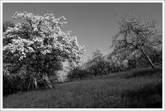 Schneebäume