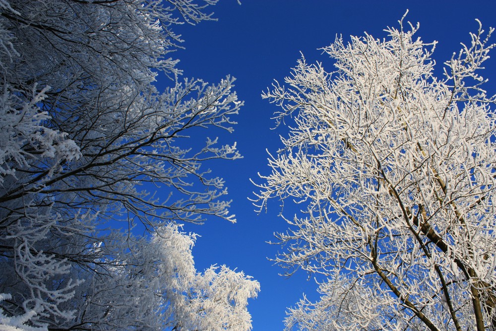 Schneebäume