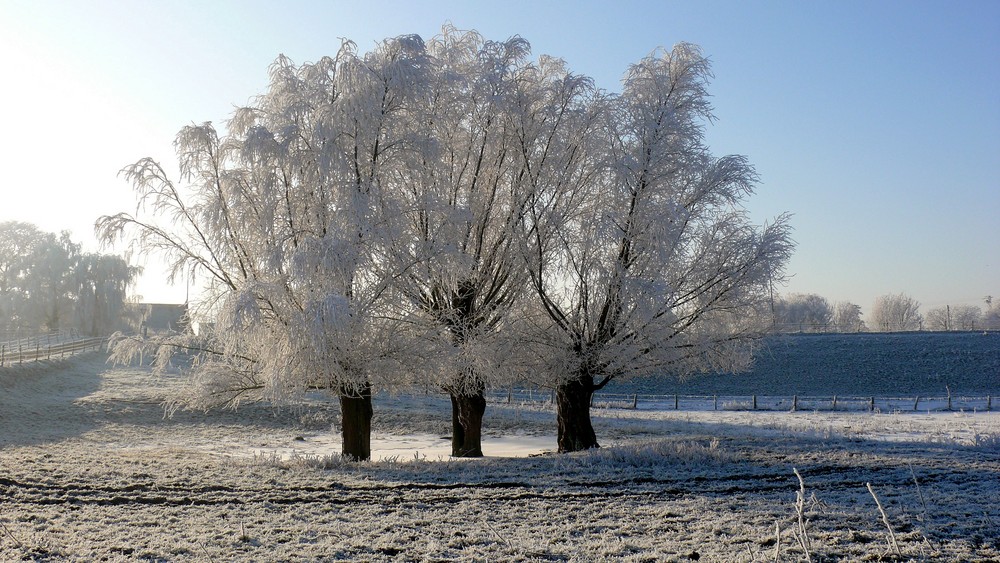 Schneebäume