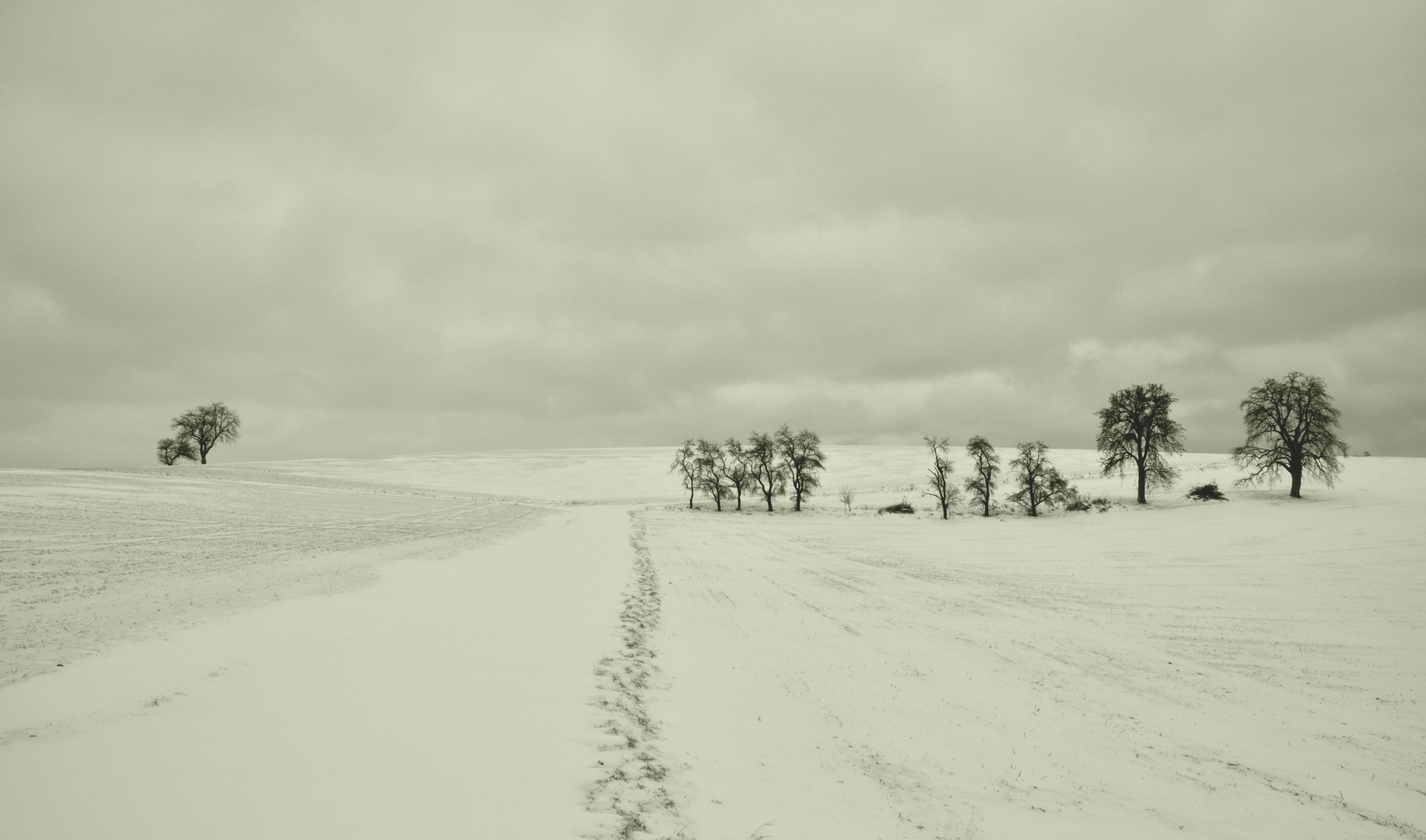 schneebäume