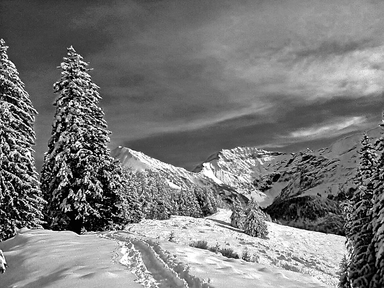 Schneebäume auf Bergweg