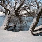 Schneebäume