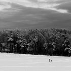 Schnee,Bäume