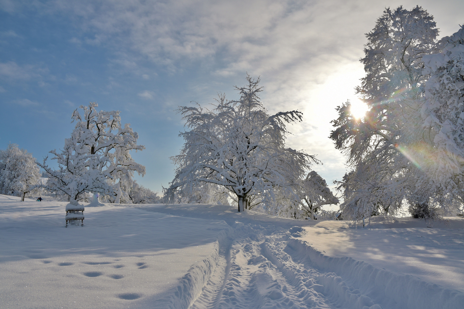 Schneebäume im Sonnenlicht