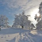 Schneebäume im Sonnenlicht