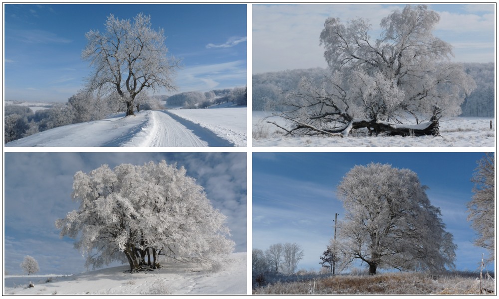 Schneebäume in der Wintersonne