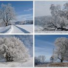 Schneebäume in der Wintersonne