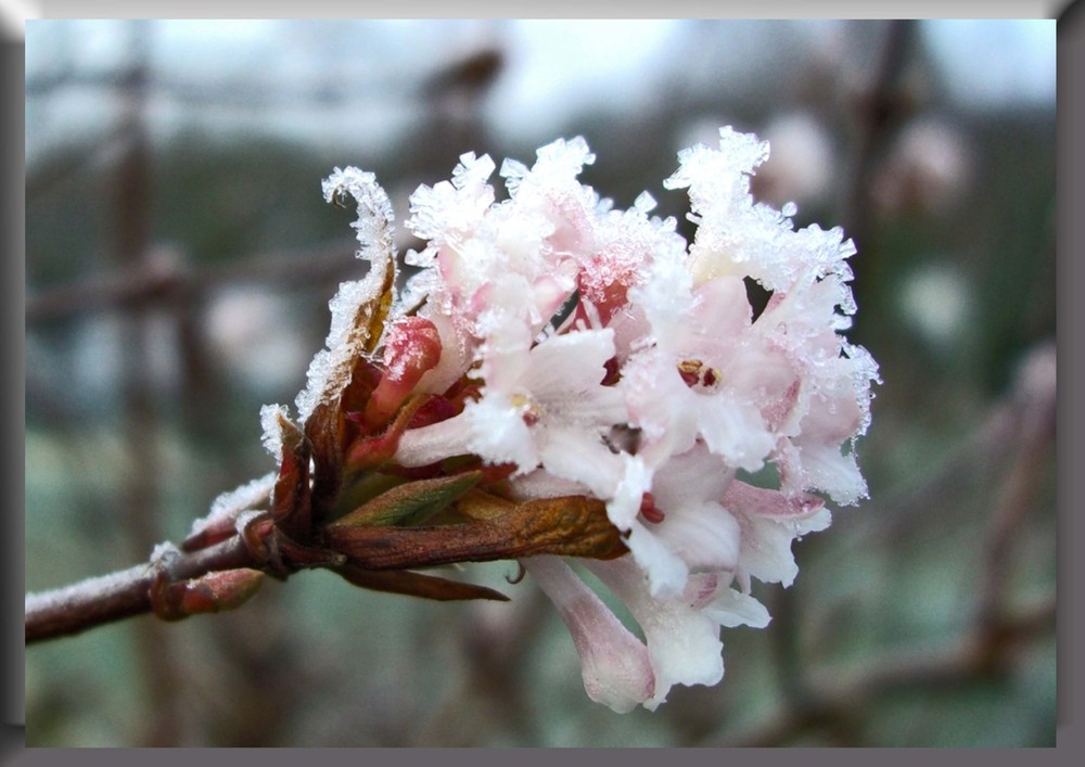 Schneebal - viburnum