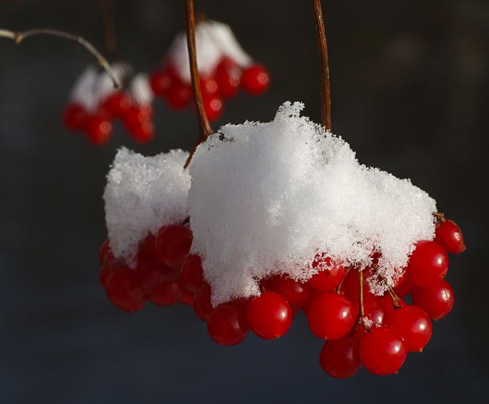 Schneeball Foto &amp; Bild | pflanzen, pilze &amp; flechten, früchte und beeren ...